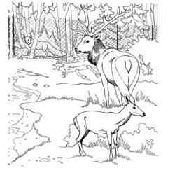 ぬりえページ: 鹿 (動物) #2661 - 無料の印刷可能なぬりえページ