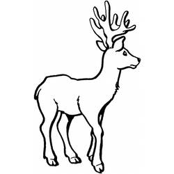 ぬりえページ: 鹿 (動物) #2707 - 無料の印刷可能なぬりえページ