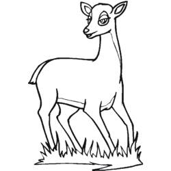 ぬりえページ: 鹿 (動物) #2713 - 無料の印刷可能なぬりえページ