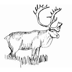 ぬりえページ: 鹿 (動物) #2756 - 無料の印刷可能なぬりえページ