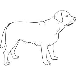 ぬりえページ: 犬 (動物) #43 - 無料の印刷可能なぬりえページ