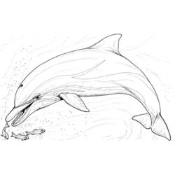 ぬりえページ: イルカ (動物) #5108 - 無料の印刷可能なぬりえページ