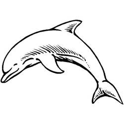 ぬりえ: イルカ - 無料の印刷可能なぬりえページ