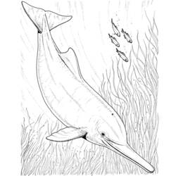 ぬりえページ: イルカ (動物) #5231 - 無料の印刷可能なぬりえページ