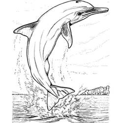 ぬりえページ: イルカ (動物) #5247 - 無料の印刷可能なぬりえページ