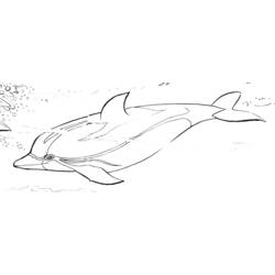 ぬりえページ: イルカ (動物) #5263 - 無料の印刷可能なぬりえページ