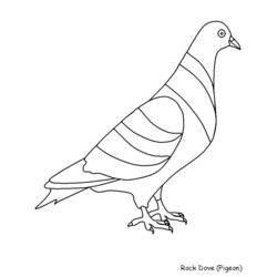 ぬりえページ: 鳩 (動物) #3983 - 無料の印刷可能なぬりえページ