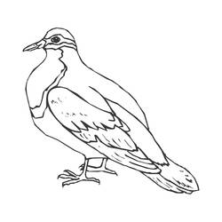 ぬりえページ: 鳩 (動物) #3999 - 無料の印刷可能なぬりえページ