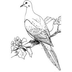 ぬりえページ: 鳩 (動物) #4015 - 無料の印刷可能なぬりえページ