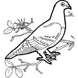 ぬりえページ: 鳩 (動物) #4020 - 無料の印刷可能なぬりえページ