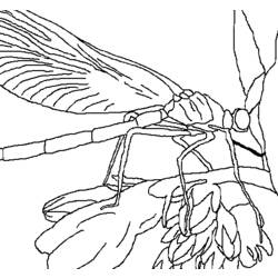 ぬりえページ: トンボ (動物) #9979 - 無料の印刷可能なぬりえページ