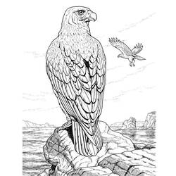 ぬりえページ: 鷲 (動物) #277 - 無料の印刷可能なぬりえページ