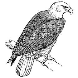 ぬりえページ: 鷲 (動物) #298 - 無料の印刷可能なぬりえページ