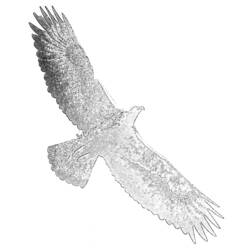 ぬりえページ: 鷲 (動物) #321 - 無料の印刷可能なぬりえページ