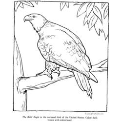 ぬりえページ: 鷲 (動物) #362 - 無料の印刷可能なぬりえページ