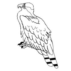 ぬりえページ: 鷲 (動物) #373 - 無料の印刷可能なぬりえページ