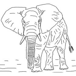 ぬりえページ: 象 (動物) #6306 - 無料の印刷可能なぬりえページ