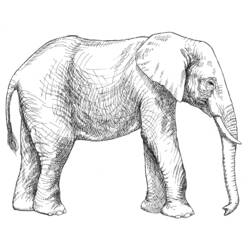 ぬりえページ: 象 (動物) #6366 - 無料の印刷可能なぬりえページ