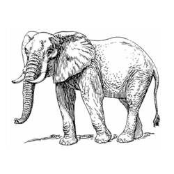 ぬりえページ: 象 (動物) #6389 - 無料の印刷可能なぬりえページ