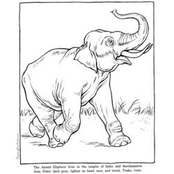 ぬりえページ: 象 (動物) #6418 - 無料の印刷可能なぬりえページ