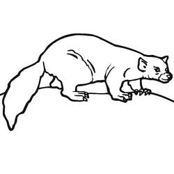 ぬりえページ: フェレット (動物) #205386 - 無料の印刷可能なぬりえページ