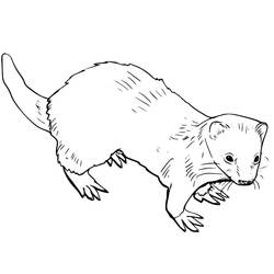 ぬりえページ: フェレット (動物) #205389 - 無料の印刷可能なぬりえページ