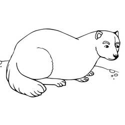 ぬりえページ: フェレット (動物) #205395 - 無料の印刷可能なぬりえページ
