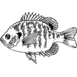 ぬりえページ: 魚 (動物) #17148 - 無料の印刷可能なぬりえページ