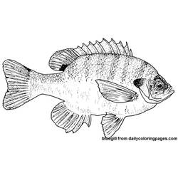 ぬりえページ: 魚 (動物) #17211 - 無料の印刷可能なぬりえページ
