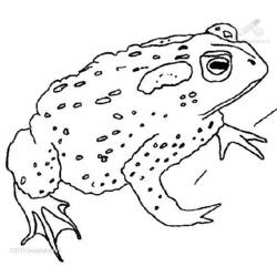 ぬりえページ: 蛙 (動物) #7597 - 無料の印刷可能なぬりえページ