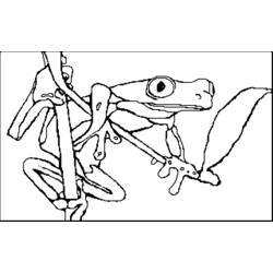 ぬりえページ: 蛙 (動物) #7609 - 無料の印刷可能なぬりえページ