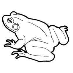 ぬりえページ: 蛙 (動物) #7653 - 無料の印刷可能なぬりえページ