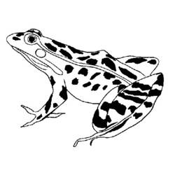 ぬりえページ: 蛙 (動物) #7695 - 無料の印刷可能なぬりえページ