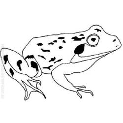 ぬりえページ: 蛙 (動物) #7733 - 無料の印刷可能なぬりえページ
