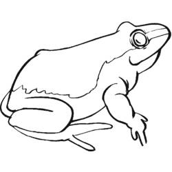ぬりえページ: 蛙 (動物) #7758 - 無料の印刷可能なぬりえページ
