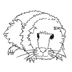 ぬりえページ: モルモット (動物) #18491 - 無料の印刷可能なぬりえページ
