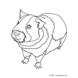 ぬりえページ: モルモット (動物) #18493 - 無料の印刷可能なぬりえページ