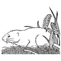 ぬりえページ: モルモット (動物) #18494 - 無料の印刷可能なぬりえページ