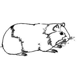 ぬりえページ: モルモット (動物) #18497 - 無料の印刷可能なぬりえページ