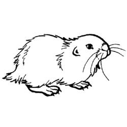 ぬりえページ: モルモット (動物) #18512 - 無料の印刷可能なぬりえページ