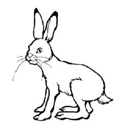 ぬりえページ: 野ウサギ (動物) #10078 - 無料の印刷可能なぬりえページ