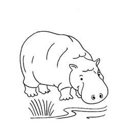 ぬりえページ: カバ (動物) #8804 - 無料の印刷可能なぬりえページ