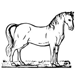 ぬりえページ: 馬 (動物) #2176 - 無料の印刷可能なぬりえページ