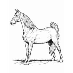 ぬりえページ: 馬 (動物) #2184 - 無料の印刷可能なぬりえページ