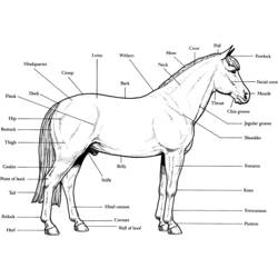 ぬりえページ: 馬 (動物) #2215 - 無料の印刷可能なぬりえページ