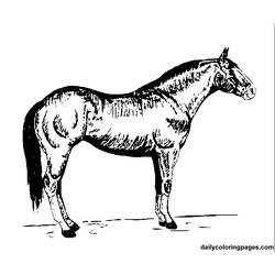 ぬりえページ: 馬 (動物) #2243 - 無料の印刷可能なぬりえページ