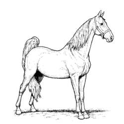 ぬりえページ: 馬 (動物) #2355 - 無料の印刷可能なぬりえページ
