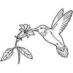 ぬりえページ: ハチドリ (動物) #3786 - 無料の印刷可能なぬりえページ