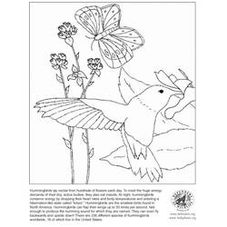 ぬりえページ: ハチドリ (動物) #3827 - 無料の印刷可能なぬりえページ