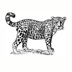 ぬりえページ: ジャガー (動物) #9007 - 無料の印刷可能なぬりえページ